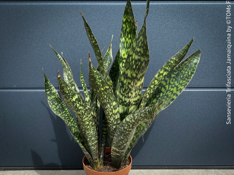 Sansevieria Trifasciata Jamaiquina, snake plant, Stiefmutterzunge, organically grown succulent plants for sale at TOMs FLOWer CLUB.