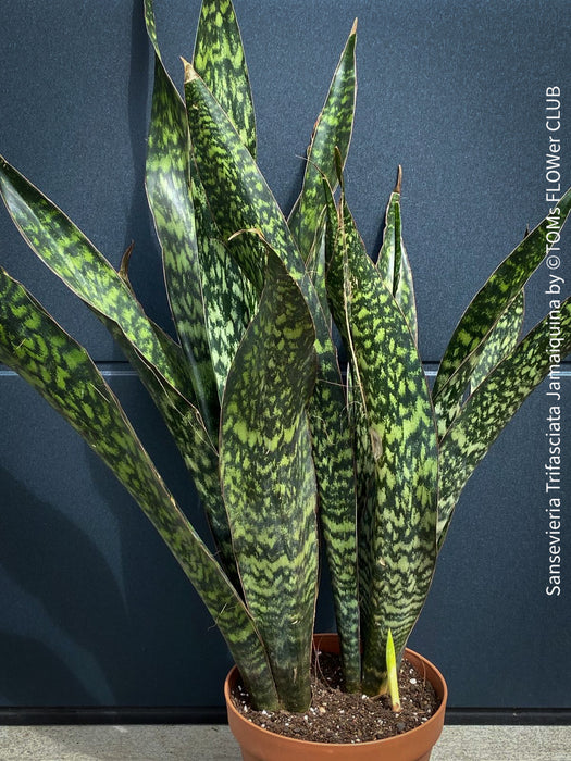 Sansevieria Trifasciata Jamaiquina, snake plant, Stiefmutterzunge, organically grown succulent plants for sale at TOMs FLOWer CLUB.