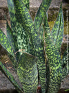 Sansevieria Trifasciata Jamaiquina, snake plant, Stiefmutterzunge, organically grown succulent plants for sale at TOMs FLOWer CLUB.