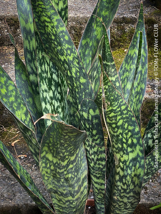 Sansevieria Trifasciata Jamaiquina, snake plant, Stiefmutterzunge, organically grown succulent plants for sale at TOMs FLOWer CLUB.