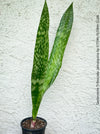 Sansevieria Trifasciata Jamaiquina, snake plant, Stiefmutterzunge, organically grown succulent plants for sale at TOMs FLOWer CLUB.