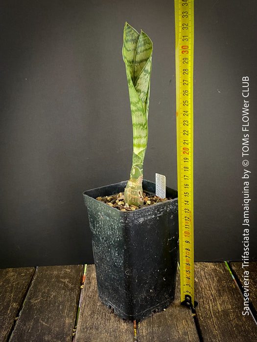 Sansevieria Trifasciata Jamaiquina, snake plant, Stiefmutterzunge, organically grown succulent plants for sale at TOMs FLOWer CLUB.