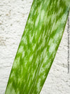 Sansevieria Trifasciata Jamaiquina, snake plant, Stiefmutterzunge, organically grown succulent plants for sale at TOMs FLOWer CLUB.