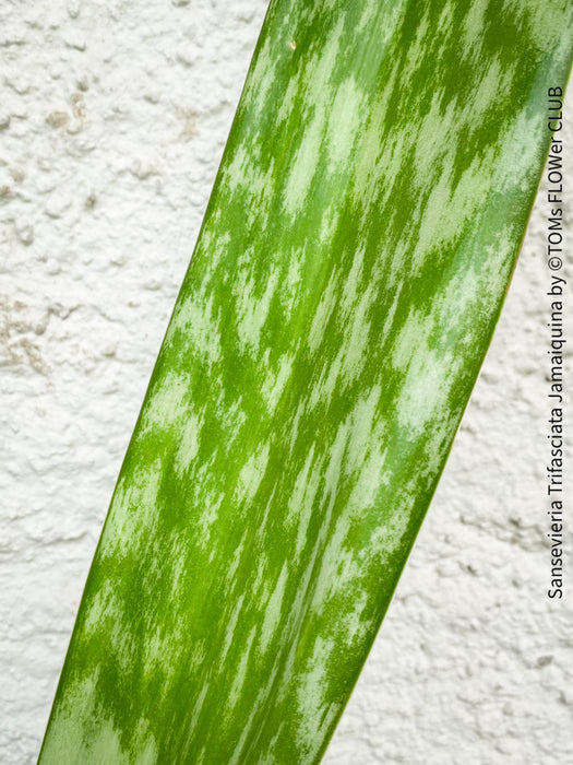 Sansevieria Trifasciata Jamaiquina, snake plant, Stiefmutterzunge, organically grown succulent plants for sale at TOMs FLOWer CLUB.