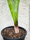 Sansevieria Trifasciata Jamaiquina, snake plant, Stiefmutterzunge, organically grown succulent plants for sale at TOMs FLOWer CLUB.