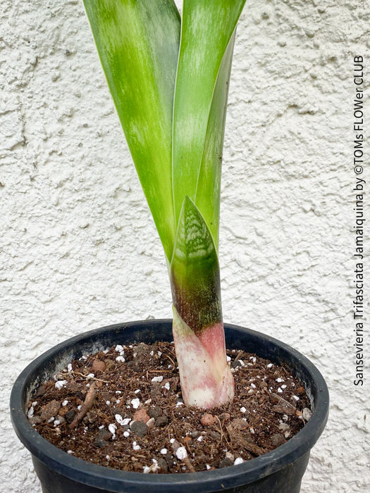 Sansevieria Trifasciata Jamaiquina, snake plant, Stiefmutterzunge, organically grown succulent plants for sale at TOMs FLOWer CLUB.