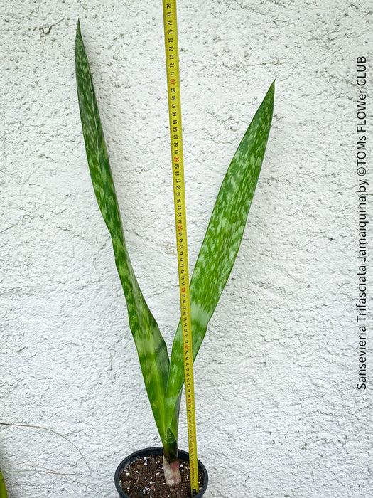 Sansevieria Trifasciata Jamaiquina, snake plant, Stiefmutterzunge, organically grown succulent plants for sale at TOMs FLOWer CLUB.