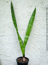 Sansevieria Trifasciata Jamaiquina, snake plant, Stiefmutterzunge, organically grown succulent plants for sale at TOMs FLOWer CLUB.