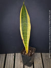 Sansevieria Trifasciata Laurentii Robusta, snake plant, Schwiegermutterzunge, variegata, variegated plants, organically grown succulent plants for sale at TOMs FLOWer CLUB.