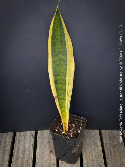 Sansevieria Trifasciata Laurentii Robusta, snake plant, Schwiegermutterzunge, variegata, variegated plants, organically grown succulent plants for sale at TOMs FLOWer CLUB.