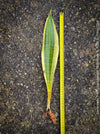 Sansevieria Trifasciata Laurentii Robusta, snake plant, Schwiegermutterzunge, variegata, variegated plants, organically grown succulent plants for sale at TOMs FLOWer CLUB.