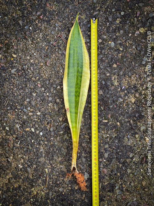 Sansevieria Trifasciata Laurentii Robusta, snake plant, Schwiegermutterzunge, variegata, variegated plants, organically grown succulent plants for sale at TOMs FLOWer CLUB.