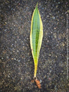 Sansevieria Trifasciata Laurentii Robusta, snake plant, Schwiegermutterzunge, variegata, variegated plants, organically grown succulent plants for sale at TOMs FLOWer CLUB.