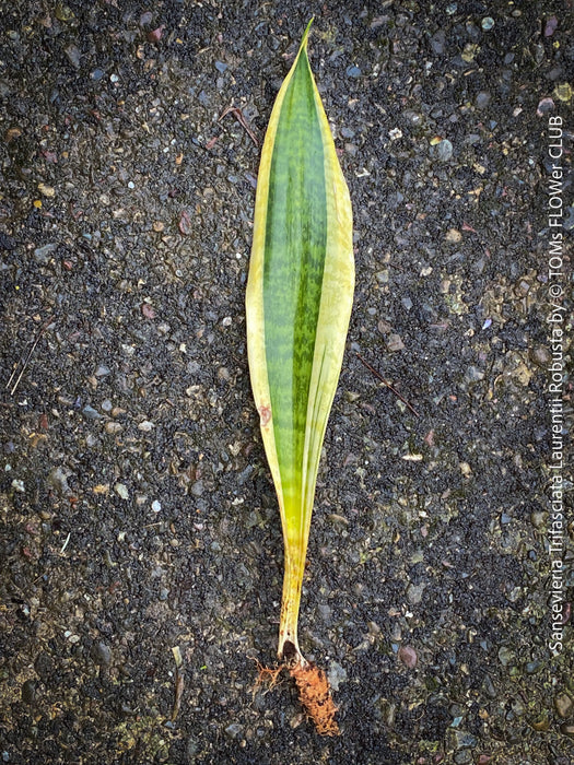 Sansevieria Trifasciata Laurentii Robusta, snake plant, Schwiegermutterzunge, variegata, variegated plants, organically grown succulent plants for sale at TOMs FLOWer CLUB.