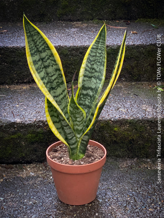 Sansevieria Trifasciata Laurentii Robusta, snake plant, Schwiegermutterzunge, variegata, variegated plants, organically grown succulent plants for sale at TOMs FLOWer CLUB.