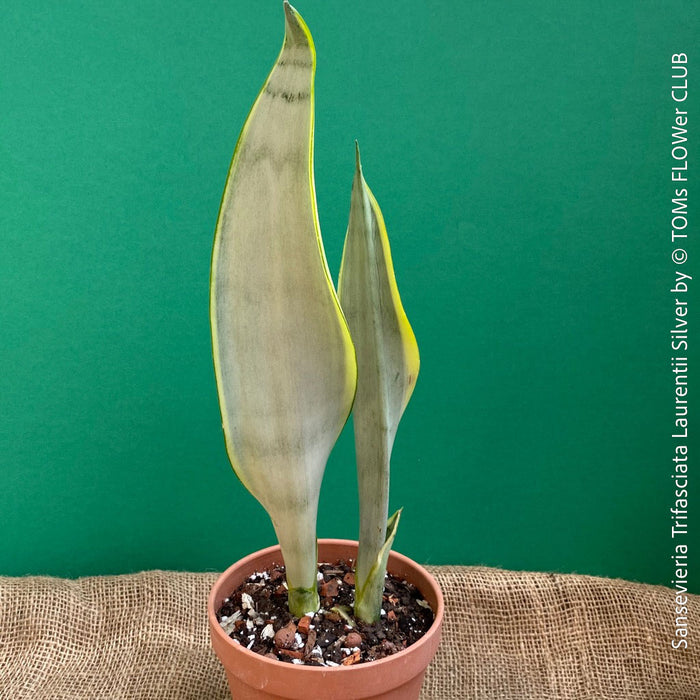 Sansevieria Trifasciata Laurentii Silver