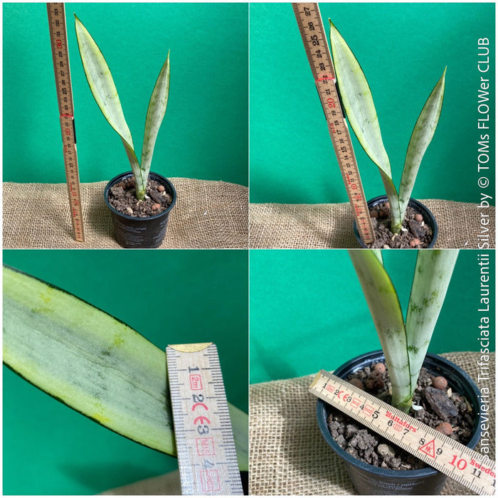 sansevieria silver laurentii Sansevieria Trifasciata Laurentii Silver | organically grown succulent plants