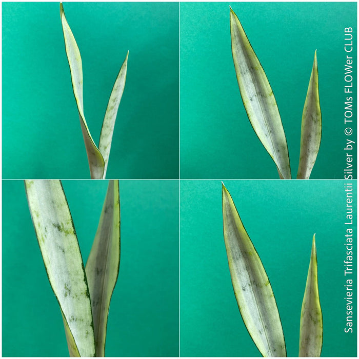 Sansevieria Trifasciata Laurentii Silver
