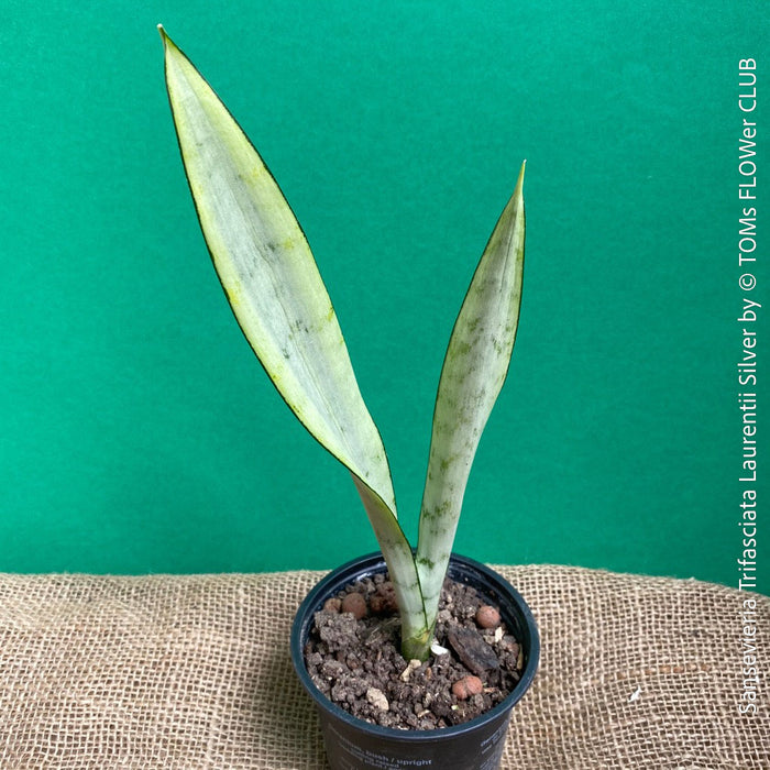 Sansevieria Trifasciata Laurentii Silver