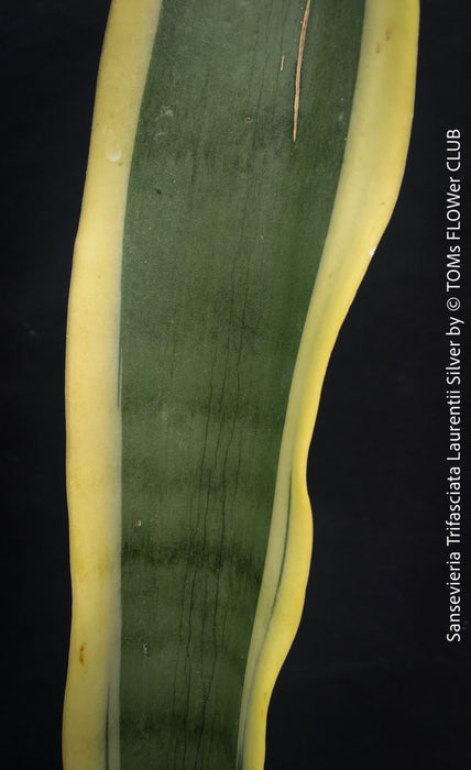 Sansevieria Trifasciata Laurentii Silver