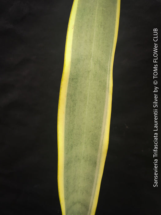 Sansevieria Trifasciata Laurentii Silver
