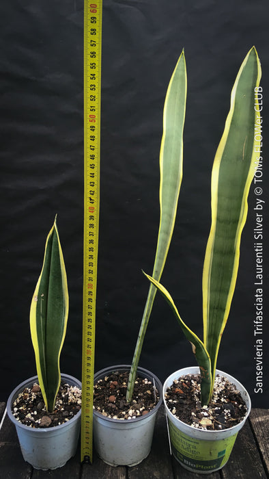 sansevieria laurentii silver Sansevieria Trifasciata Laurentii Silver | organically grown succulent plants