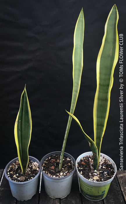 Sansevieria Trifasciata Laurentii Silver