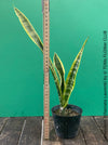 Explore the Sansevieria trifasciata laurentii at TOMs FLOWer CLUB. Grown from my own propagation, this robust, slow-growing plant features a striking yellow-green leaf pattern. Potted in well-drained organic substrate, it thrives in bright, sunny locations. Expect 1-3 new side plants soon. Not winter-hardy but perfect for indoor air purification. Order now!