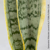 Explore the Sansevieria trifasciata laurentii at TOMs FLOWer CLUB. Grown from my own propagation, this robust, slow-growing plant features a striking yellow-green leaf pattern. Potted in well-drained organic substrate, it thrives in bright, sunny locations. Expect 1-3 new side plants soon. Not winter-hardy but perfect for indoor air purification. Order now!