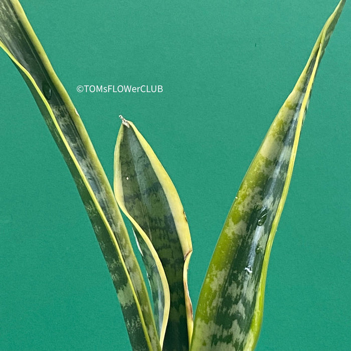 Explore the Sansevieria trifasciata laurentii at TOMs FLOWer CLUB. Grown from my own propagation, this robust, slow-growing plant features a striking yellow-green leaf pattern. Potted in well-drained organic substrate, it thrives in bright, sunny locations. Expect 1-3 new side plants soon. Not winter-hardy but perfect for indoor air purification. Order now!