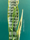 Explore the Sansevieria trifasciata laurentii at TOMs FLOWer CLUB. Grown from my own propagation, this robust, slow-growing plant features a striking yellow-green leaf pattern. Potted in well-drained organic substrate, it thrives in bright, sunny locations. Expect 1-3 new side plants soon. Not winter-hardy but perfect for indoor air purification. Order now!