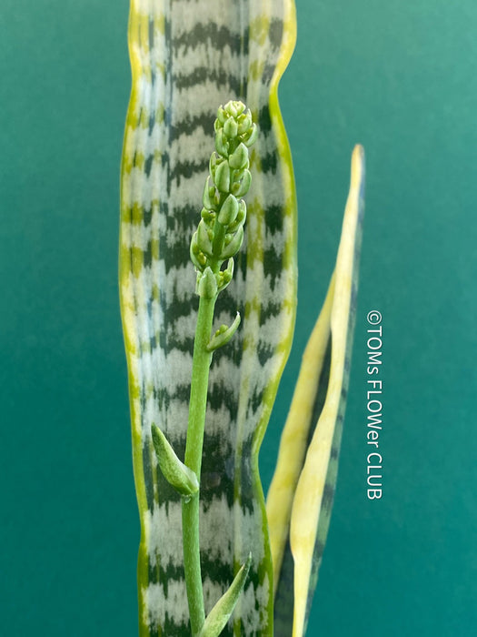 Explore the Sansevieria trifasciata laurentii at TOMs FLOWer CLUB. Grown from my own propagation, this robust, slow-growing plant features a striking yellow-green leaf pattern. Potted in well-drained organic substrate, it thrives in bright, sunny locations. Expect 1-3 new side plants soon. Not winter-hardy but perfect for indoor air purification. Order now!