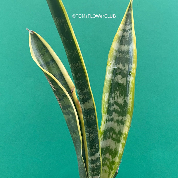 Explore the Sansevieria trifasciata laurentii at TOMs FLOWer CLUB. Grown from my own propagation, this robust, slow-growing plant features a striking yellow-green leaf pattern. Potted in well-drained organic substrate, it thrives in bright, sunny locations. Expect 1-3 new side plants soon. Not winter-hardy but perfect for indoor air purification. Order now!