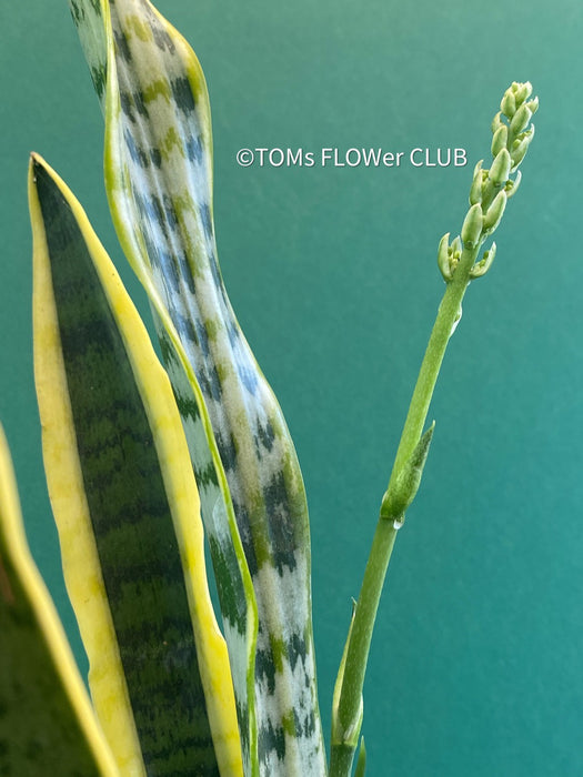 Explore the Sansevieria trifasciata laurentii at TOMs FLOWer CLUB. Grown from my own propagation, this robust, slow-growing plant features a striking yellow-green leaf pattern. Potted in well-drained organic substrate, it thrives in bright, sunny locations. Expect 1-3 new side plants soon. Not winter-hardy but perfect for indoor air purification. Order now!