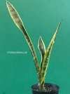 Explore the Sansevieria trifasciata laurentii at TOMs FLOWer CLUB. Grown from my own propagation, this robust, slow-growing plant features a striking yellow-green leaf pattern. Potted in well-drained organic substrate, it thrives in bright, sunny locations. Expect 1-3 new side plants soon. Not winter-hardy but perfect for indoor air purification. Order now!