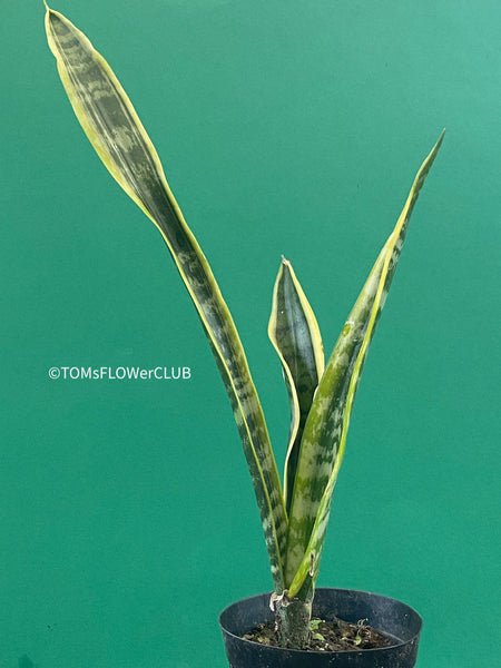 Explore the Sansevieria trifasciata laurentii at TOMs FLOWer CLUB. Grown from my own propagation, this robust, slow-growing plant features a striking yellow-green leaf pattern. Potted in well-drained organic substrate, it thrives in bright, sunny locations. Expect 1-3 new side plants soon. Not winter-hardy but perfect for indoor air purification. Order now!