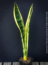 Sansevieria trifasciata laurentii, organically grown snakes plants at TOMs FLOWer CLUB. 