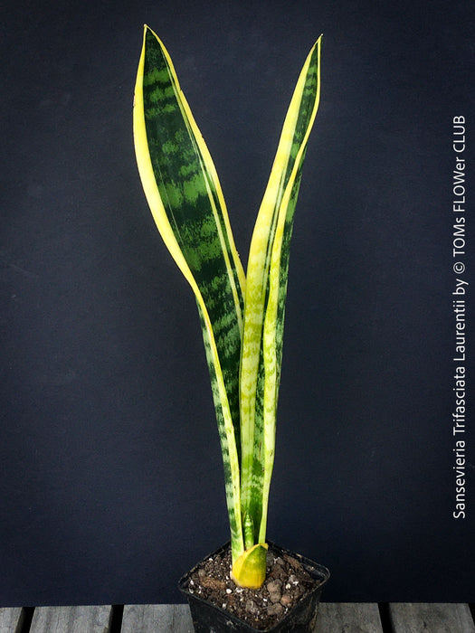 Sansevieria trifasciata laurentii, organically grown snakes plants at TOMs FLOWer CLUB. 