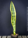 Sansevieria trifasciata laurentii, organically grown snakes plants at TOMs FLOWer CLUB. 