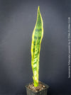 Sansevieria trifasciata laurentii, organically grown snakes plants at TOMs FLOWer CLUB. 