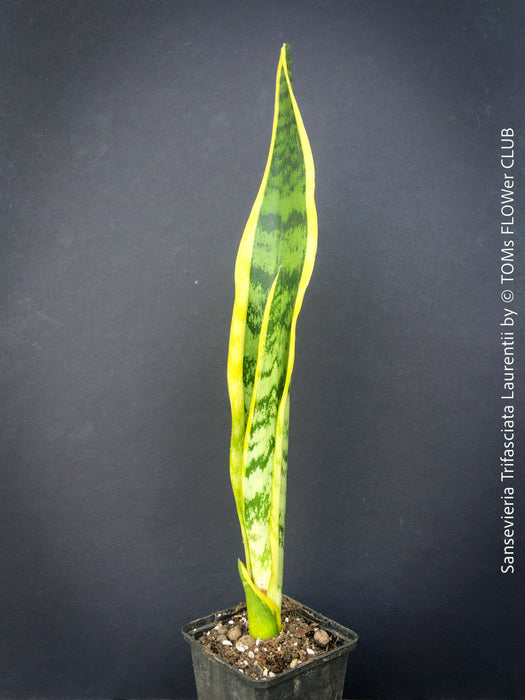 Sansevieria trifasciata laurentii, organically grown snakes plants at TOMs FLOWer CLUB. 