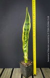 Sansevieria trifasciata laurentii, organically grown snakes plants at TOMs FLOWer CLUB. 