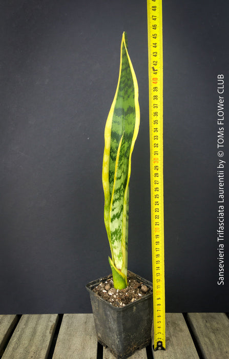Sansevieria trifasciata laurentii, organically grown snakes plants at TOMs FLOWer CLUB. 