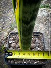 Sansevieria trifasciata laurentii, organically grown snakes plants at TOMs FLOWer CLUB. 