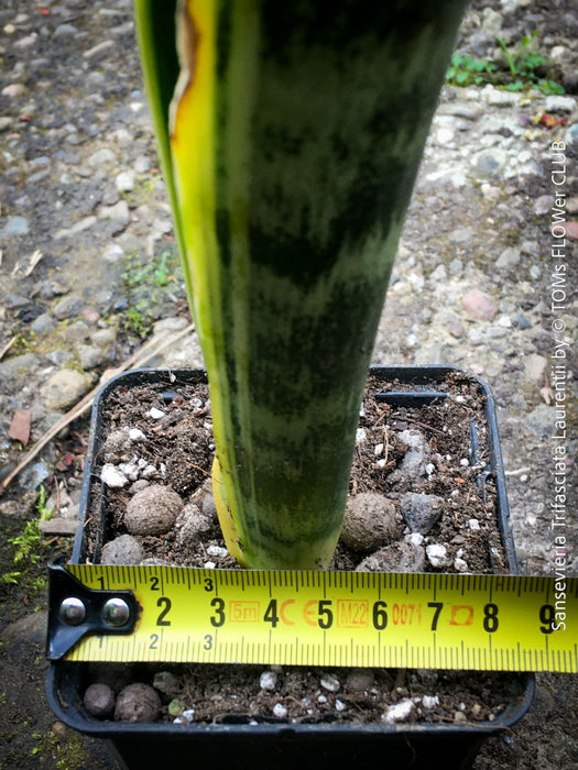 Sansevieria trifasciata laurentii, organically grown snakes plants at TOMs FLOWer CLUB. 