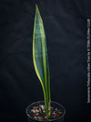Sansevieria Trifasciata Lillian True, organically grown succulent plants for sale at TOMs FLOWer CLUB.