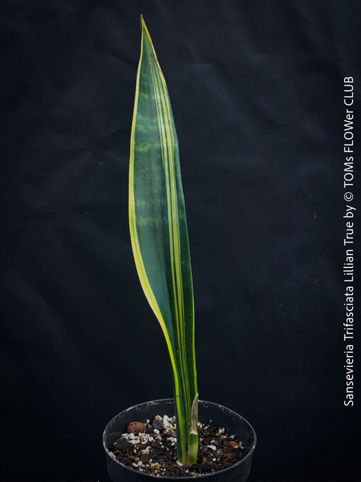 Sansevieria Trifasciata Lillian True, organically grown succulent plants for sale at TOMs FLOWer CLUB.