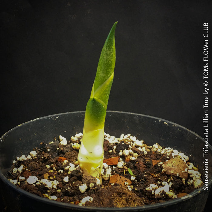 sansevieria trifasciata lillian true Sansevieria Trifasciata Lillian True