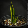 Sansevieria Trifasciata Lillian True, organically grown succulent plants for sale at TOMs FLOWer CLUB.
