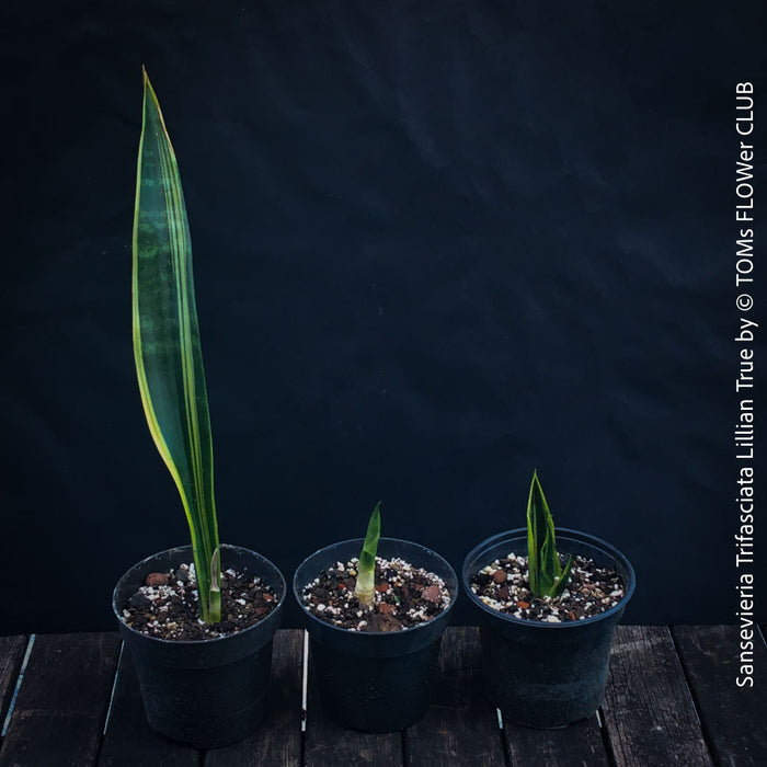 Sansevieria Trifasciata Lillian True, organically grown succulent plants for sale at TOMs FLOWer CLUB.